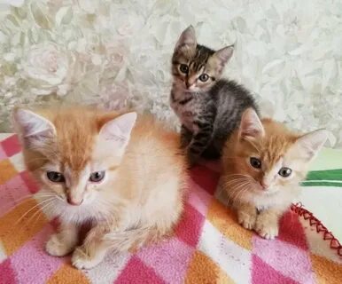 Ногинск котята в добрые