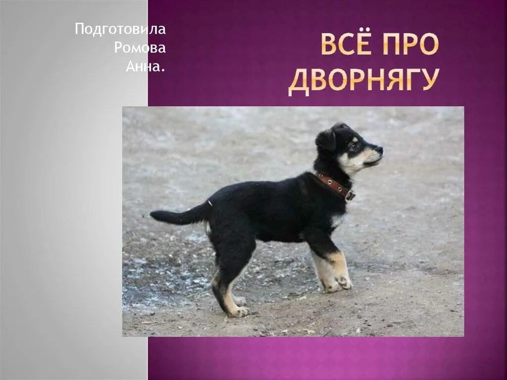 Имя для собаки девочки дворняжки. Дворняжка значение состав и способ образования. Дворняжка собака описание. Дворняжка значение состав и способ образования. Дворняжка значение состав и способ образования.