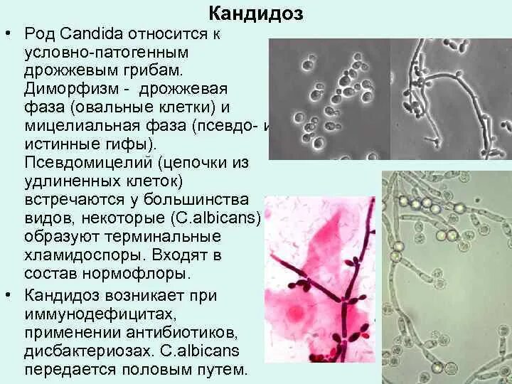 Инфекционные заболевания грибы. Candida albicans псевдомицелий. Грибы кандида микробиология. Дрожжеподобные грибы кандида. Псевдомицелий гриба рода Candida.