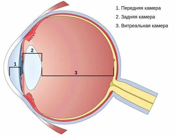 Функция передней камеры глаза. Эндофтальмит роговица. Передняя камера глаза. Передняя и задняя камера глазного яблока.