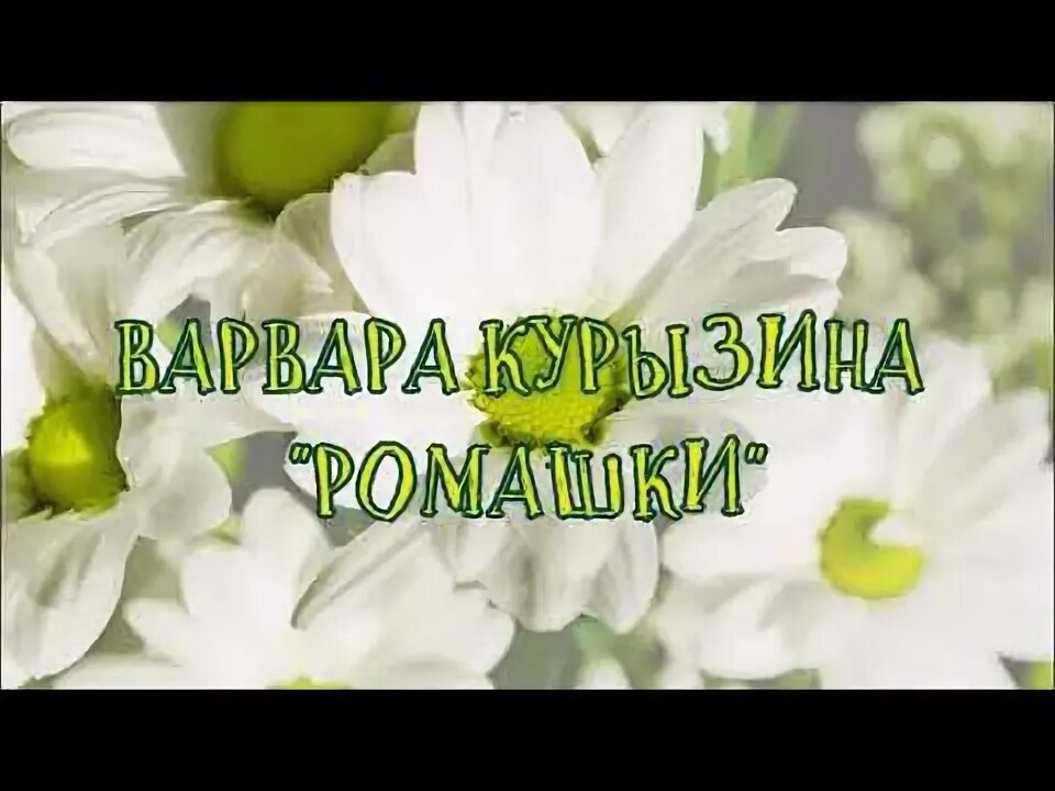 Ромашка белая клип. Ромашка белая клип. Ромашка белая лепесточки нежные. Ромашка белая клип. Ромашка белая клип.