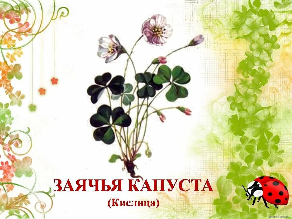 Лекарственные травы детям. Лекарственные растения в доу. Лекарственные травы детям. Лекарственные травы для дошкольников. Лекарственные растения для дошкольников.