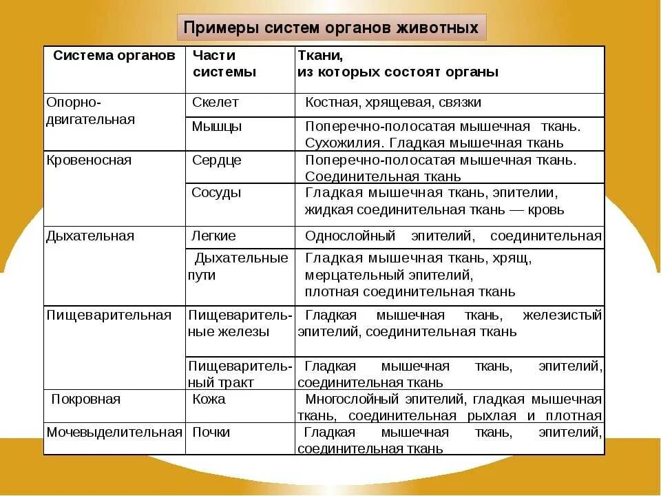 Органы и системы органов животных 7 класс биология. Системы органов животных 5 класс биология таблица. Таблица система органов органы функции. Таблица системы органов системы органов строение и функции. Какие типы организмов играют основную роль