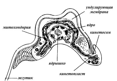 Кинетосома это