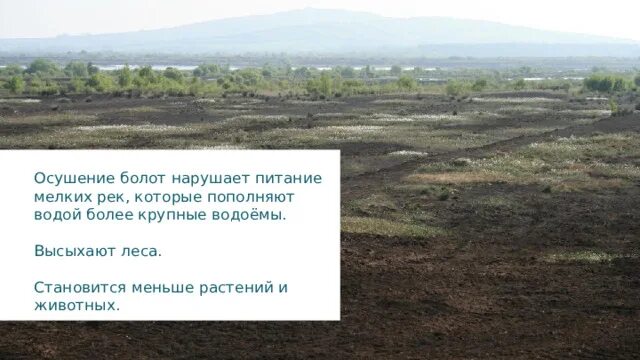 Осушение болот рационально или нерационально. Осушение болот. Осушение болот мелиорация болот. Последствия осушения болот. Осушение болотных почв.