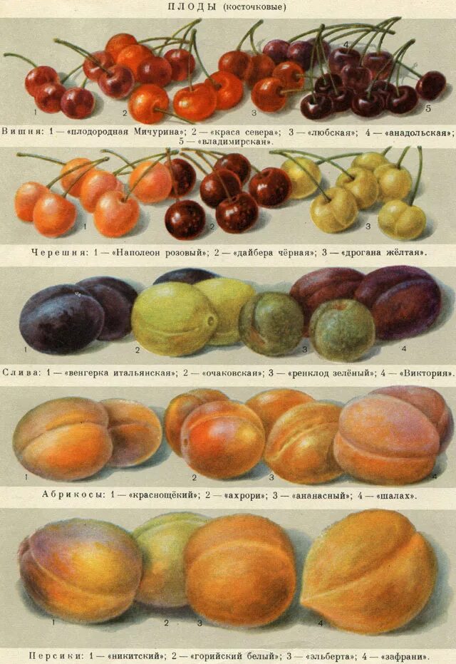 Персик слива абрикос как называется. Классификация семечковых и косточковых плодов. Косточковые плоды фруктов. Косточковые плодовые культуры.