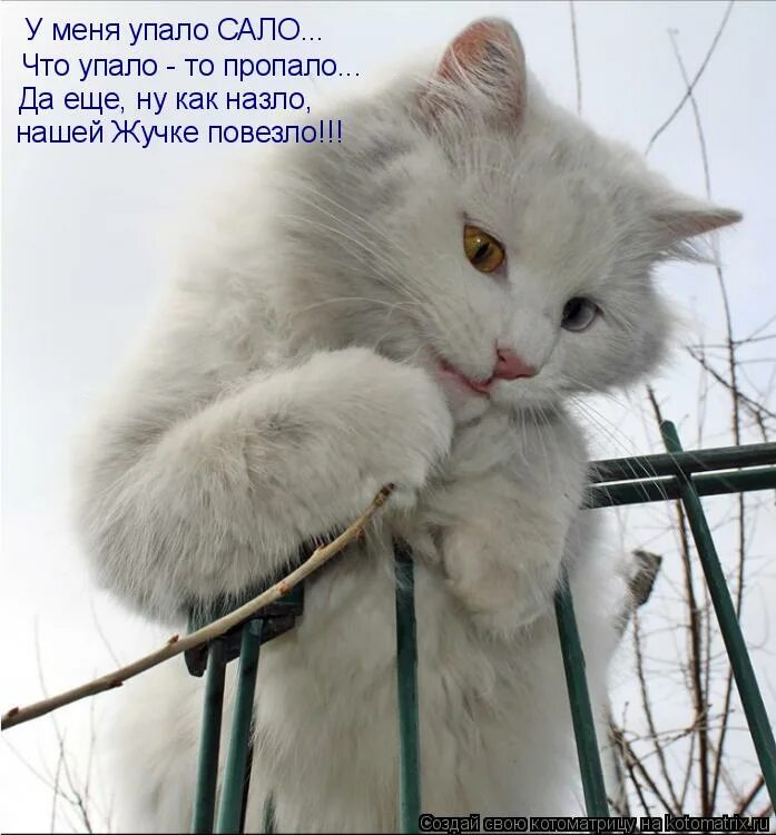 ну я тебя люблю. кот мем. тебя больше нет. кися моя любимая. я злюсь на тебя.