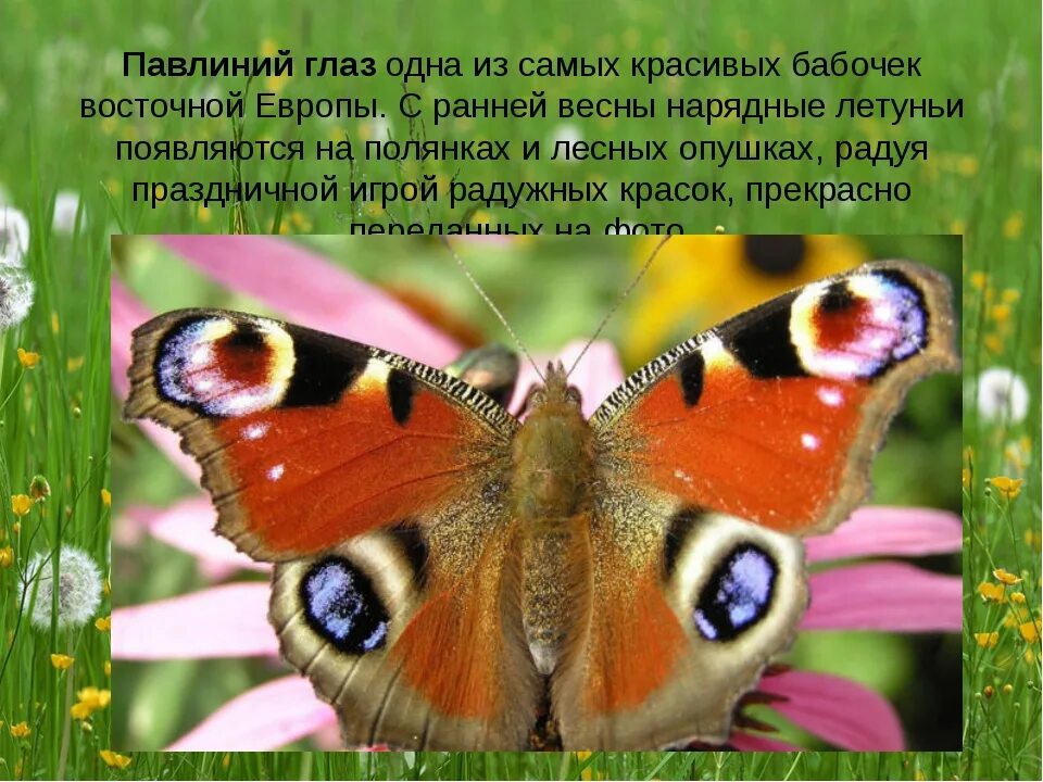 Мультимедийная презентация "Такие разные бабочки"
