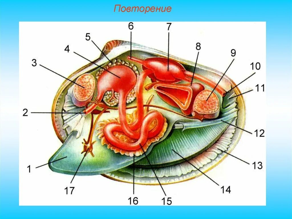 Органы строения моллюска. Схема строения двустворчатого моллюска. Внутреннее строение двустворчатых моллюсков. Двустворчатые моллюски строение Мидия. Класс двустворчатые внутреннее строение.