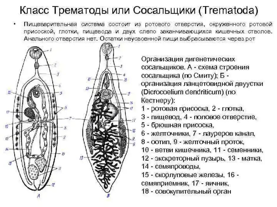 Пищеварительная система печеночного сосальщика препарат. Печеночный сосальщик тип класс. Пищеварительная и выделительная система печеночного сосальщика. Яйца ланцетовидной двуустки. Матка у сосальщиков.