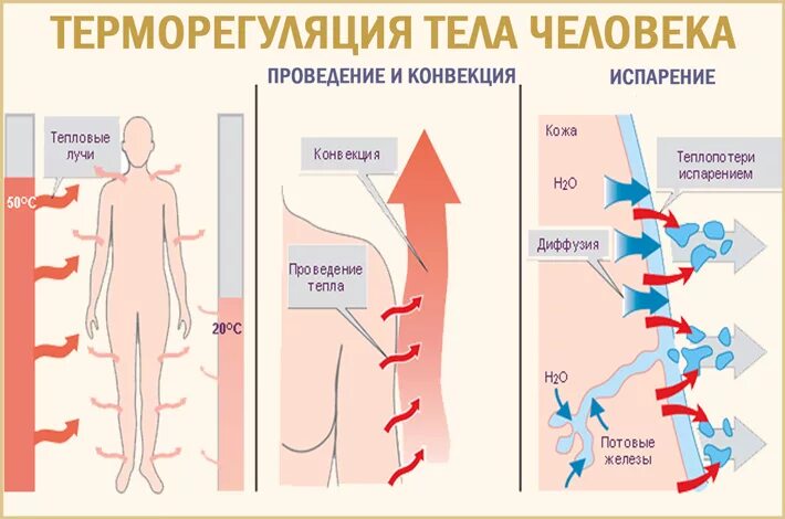 Теплопродукция и теплоотдача у человека. Ьермо регуляция организма. Терморегуляция организма человека. Терморегуляция тела человека. Роль терморегуляции в организме