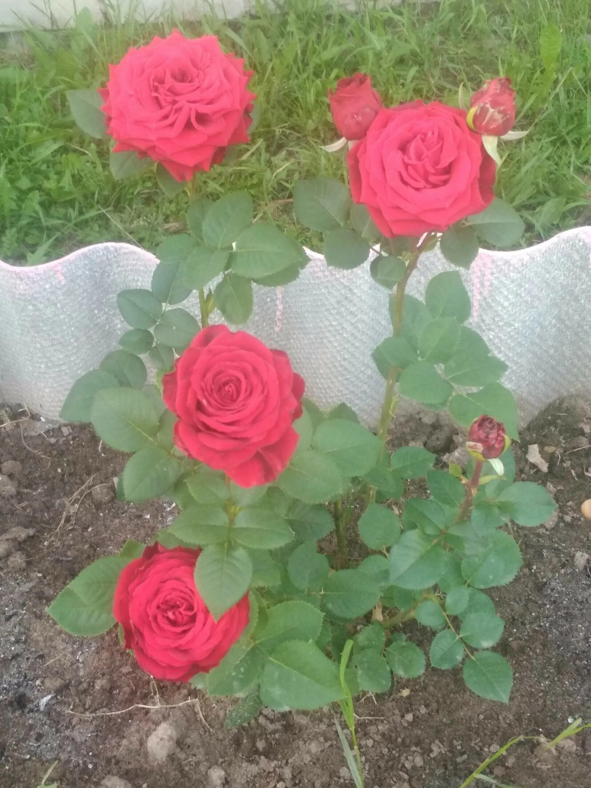 Ворованные розы. Ворованные розы