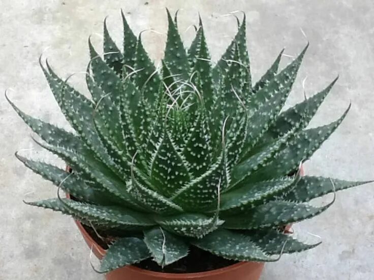 Алоэ кактусовое. Алоэ остистое хавортия. Алоэ древовидное (aloe arborescens). Сансевиерия алоэ. Алоэ вариегата.