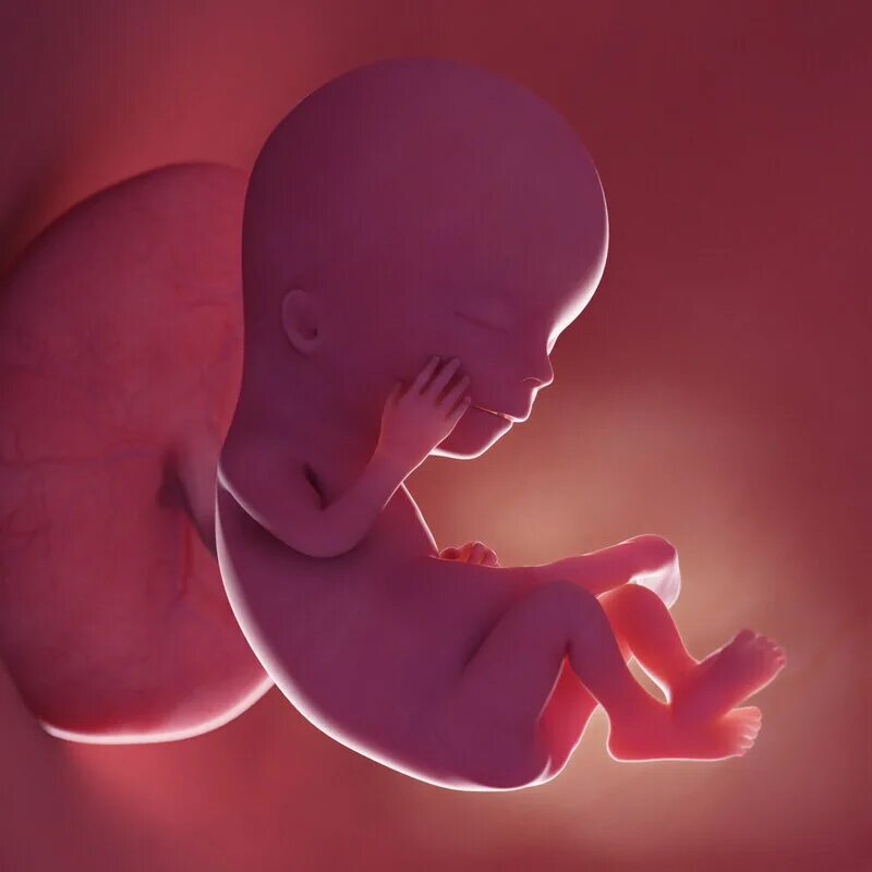 12 недель читать. Человеческий зародыш 12 недель. 12 Недель беременности.