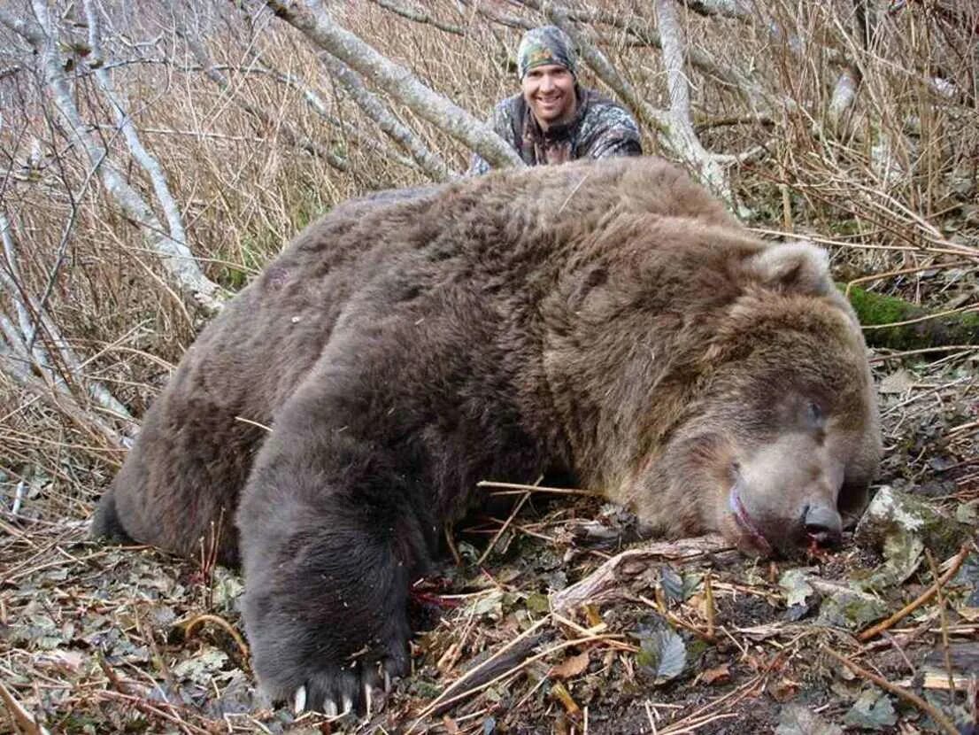 Какой медведь сильнее. Самый большой в мире медведь Гризли. Самый большой медведь Кадьяк 1200 кг. Самый большой бурый медведь.