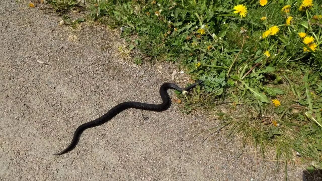 Vipera nikolskii - Wikipedia