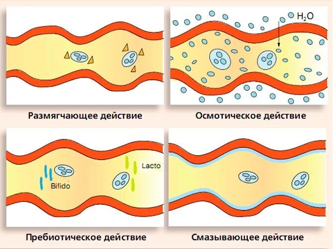 Механизм действия слабительных средств. Слабительные механизм действия. Механизм действия слабительных препаратов. Солевые слабительные механизм действия. Механизм слабительного