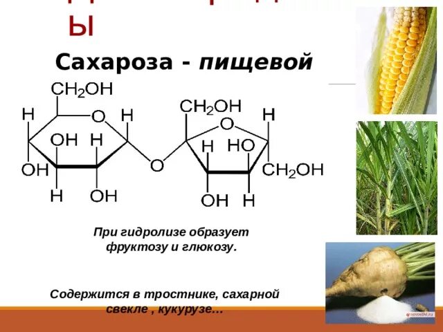 В чем содержится фруктоза. Сахароза. Сахароза в растениях. Сахарная свекла сахароза. Сахароза в тростнике.