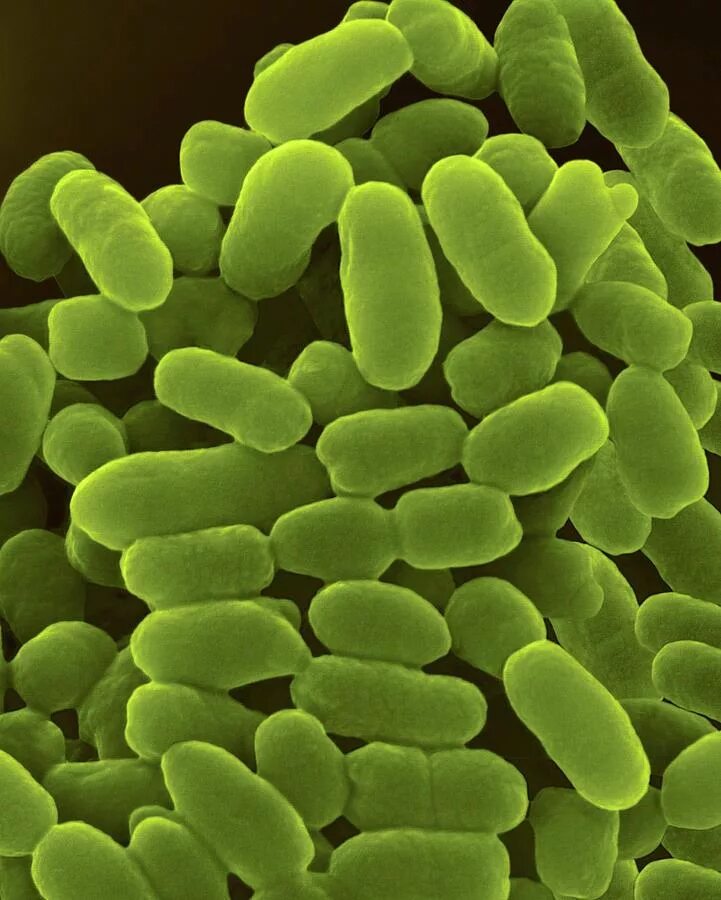 Тионовые железобактерии. Зеленый микроб. Зеленые серные бактерии. Хемотрофные бактерии серобактерии. Сера бактерии.