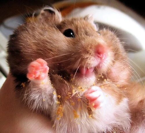 Hamster criminal