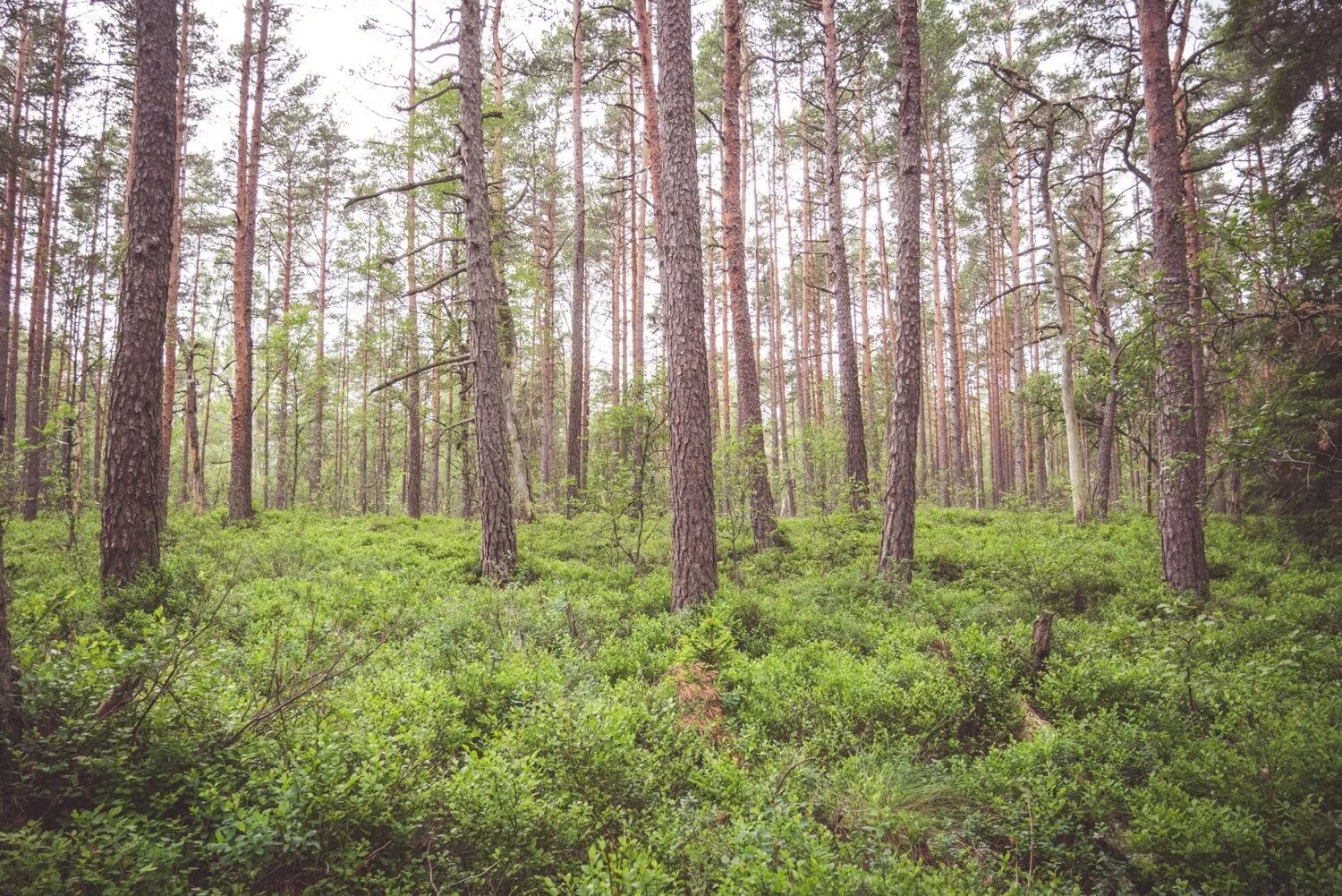 Панорама соснового леса. Хвойный лес панорама. Лиственничные Заболоченные леса. Сосновый лес в Ленинградской области. Вид средообразователь в лиственном лесу