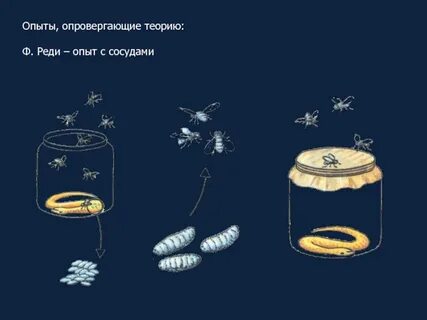 Опыт с сосудами и кусочками гнилого мяса