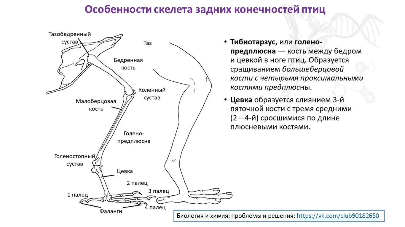 Скелет конечностей у птиц состоит из. Скелет птицы пояс задних конечностей. Характеристика задней конечности птиц. Функции скелета задних конечностей у птиц. Строение скелета задней конечности птицы.