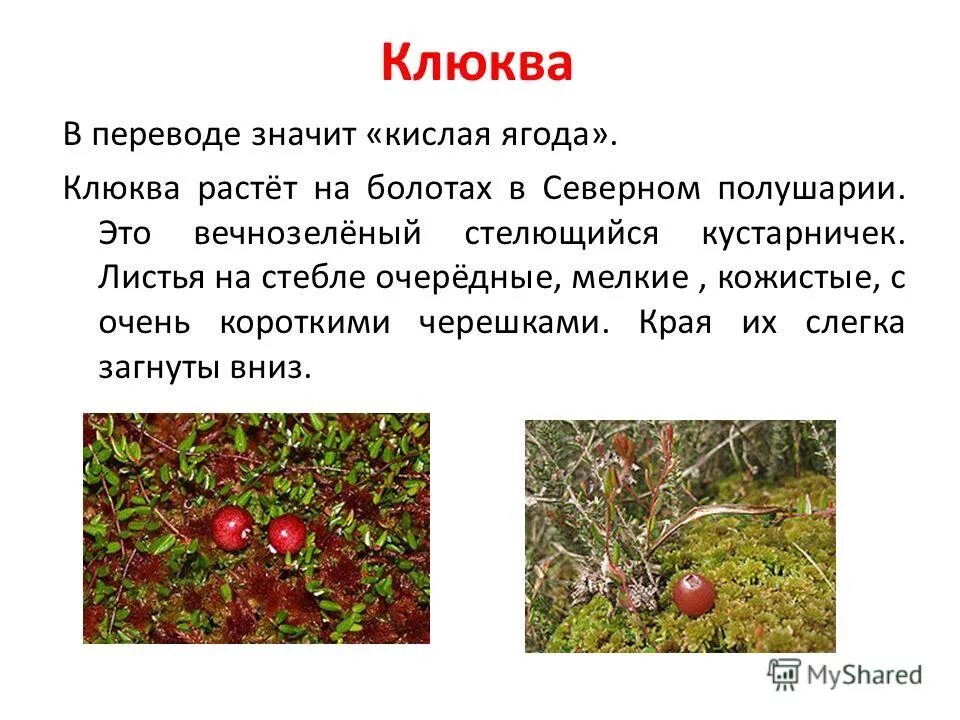 соли средние кислые основные. веусы на английском языке. кислые соли реагируют с. кислые продукты на вкус. кислый перевод.