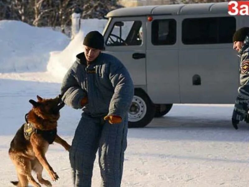 Красенкова ирина кинолог. Подходящие собаки для кинологов. 11 собак. Кинолог сыктывкар профессия. Здание кинологической службы.