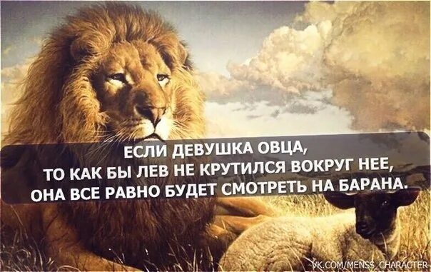 Продолжите фразу льва. Лев не овца. льву наплевать на то. бараны и львы афоризмы. льва наплевать на мнение барана.