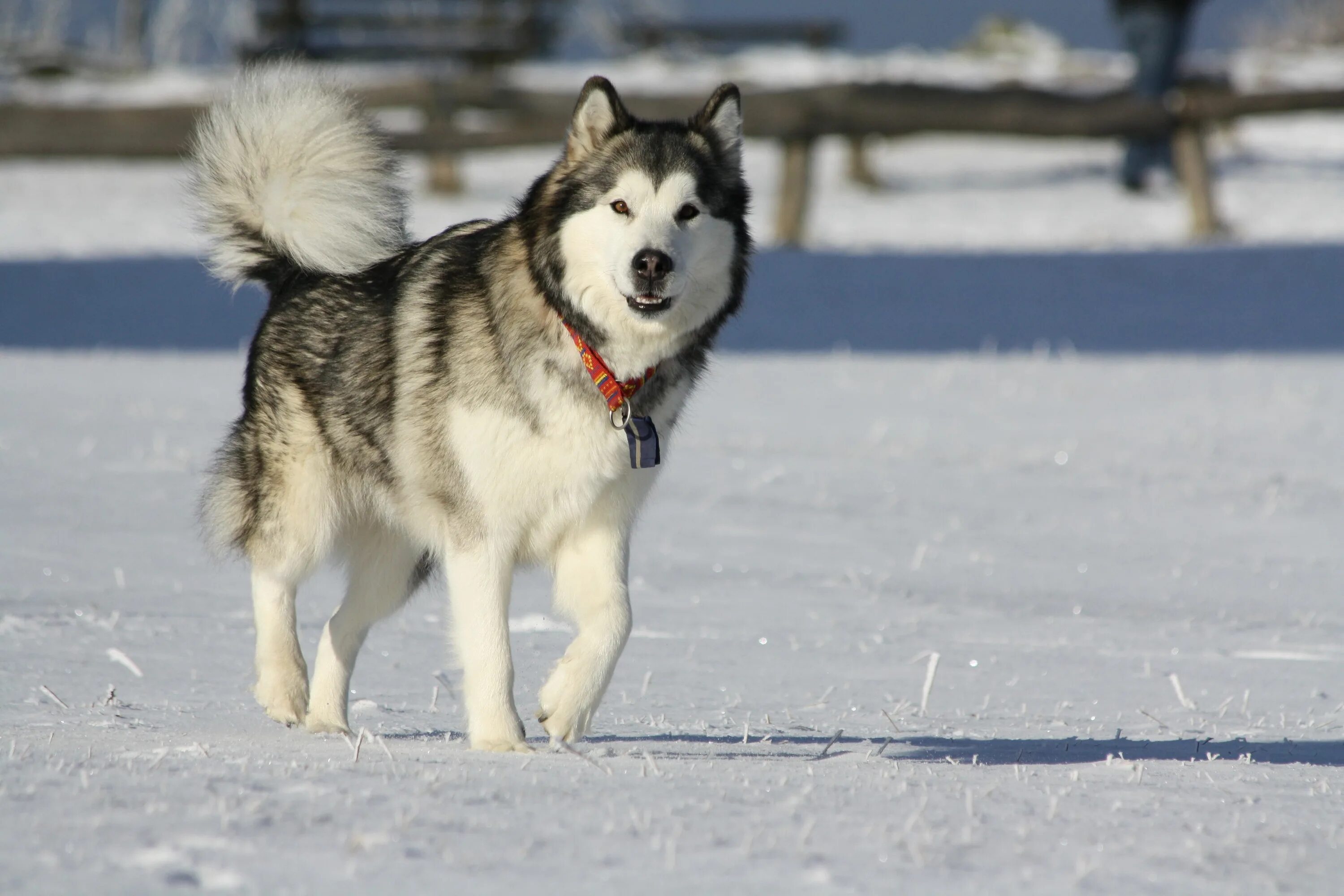 Аляскинская порода собак