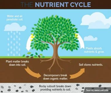 Plants nutrition