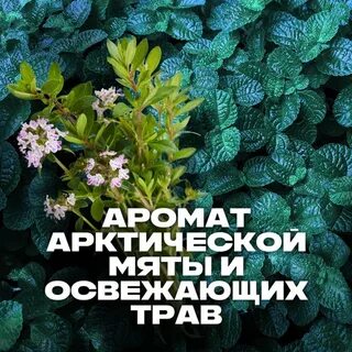 Арктическая мята