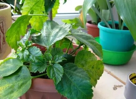 У китайской розы желтеют листья что делать