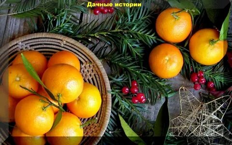 Рассказы мандаринки на дзен