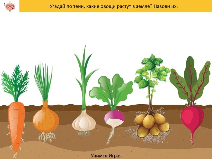 Овощи растут. Где растут овощи. Овощи растущие в земле. Как растут овощи для детей. Овощи будут расти