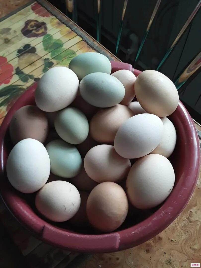 Куплю яйцо астрахань. Яйцо домашнее. Домашние куриные яйца. Куриные яйца свойские. Продаются домашние яйца.