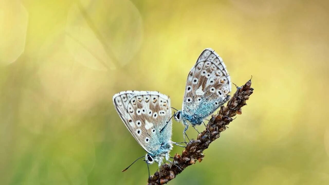 Заставка бабочки. Бабочка на цветке. Бабочка белая. Бабочка. Two butterfly.