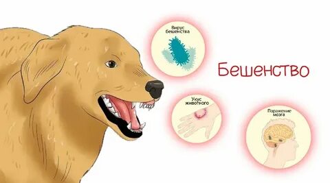 Бешенство симптомы форум