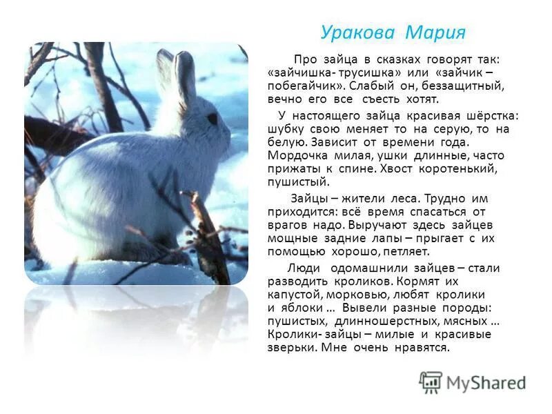 русские народные сказки лиса хитрая прехитрая заяц. какой заяц в сказках сложные прилагательные. какой заяц в сказках сложные прилагательные. описание зайца в стихах. в русских народных сказках различные животные наделены.