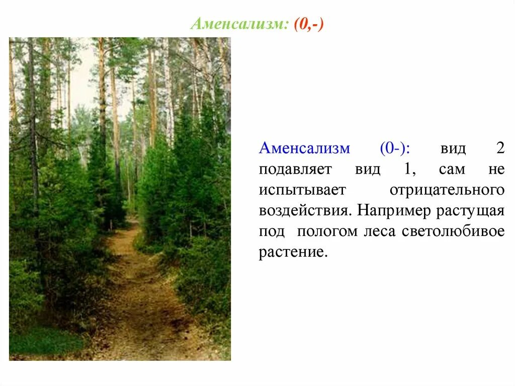 Травы под елью тип взаимоотношений