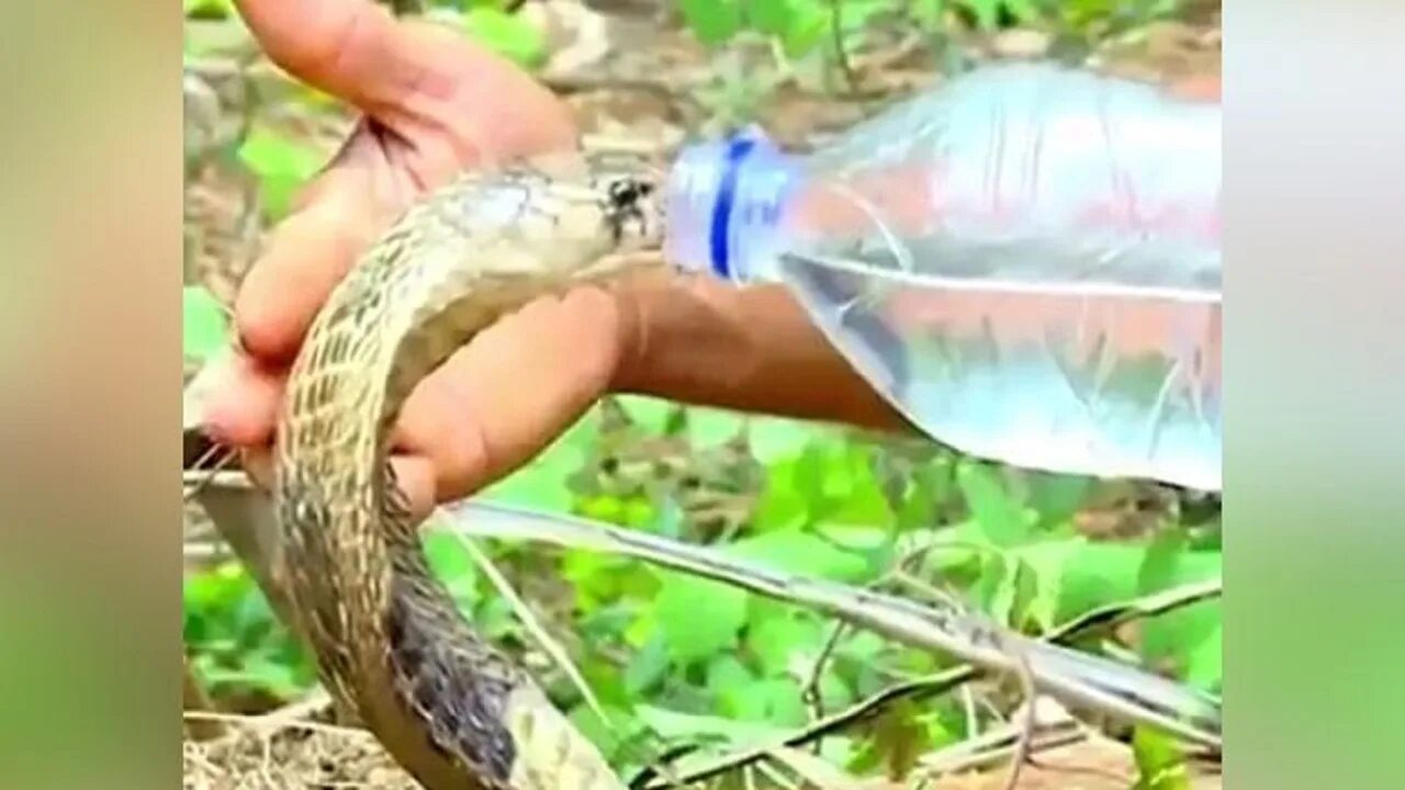 Змея пьет из бутылки. Змейка пьёт воду.