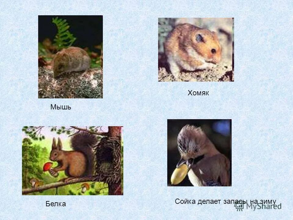 Животные которые зимуют. Животные делают запасы на зиму. Осень животные запасаются. Звери делают запасы на зиму. Животные которые запасаются на зиму.