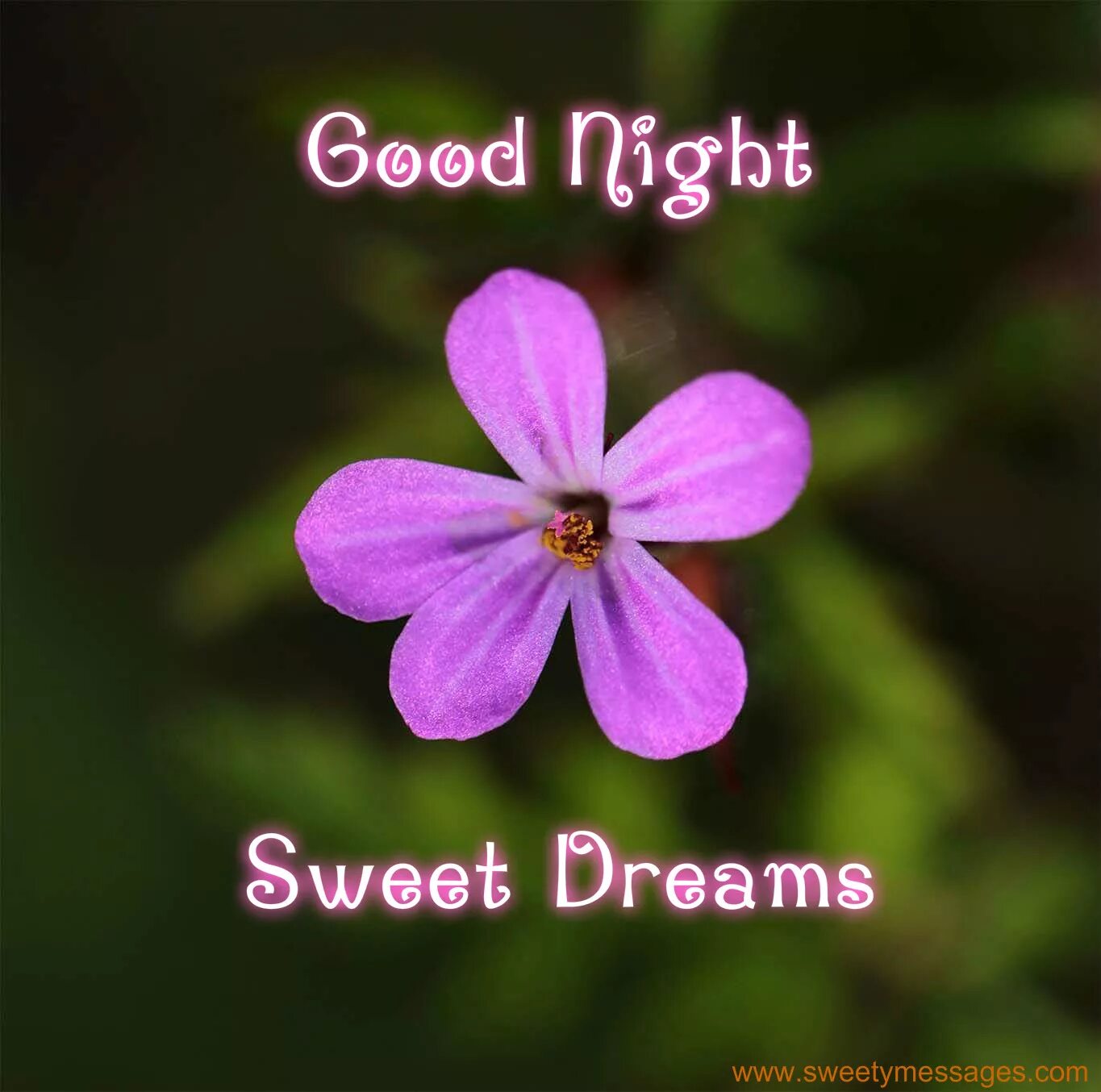 Good dream перевод. Good Night have a nice Dream. Sweet Dreams Cards. Have a Sweet Dreams. Have a good Dreams.