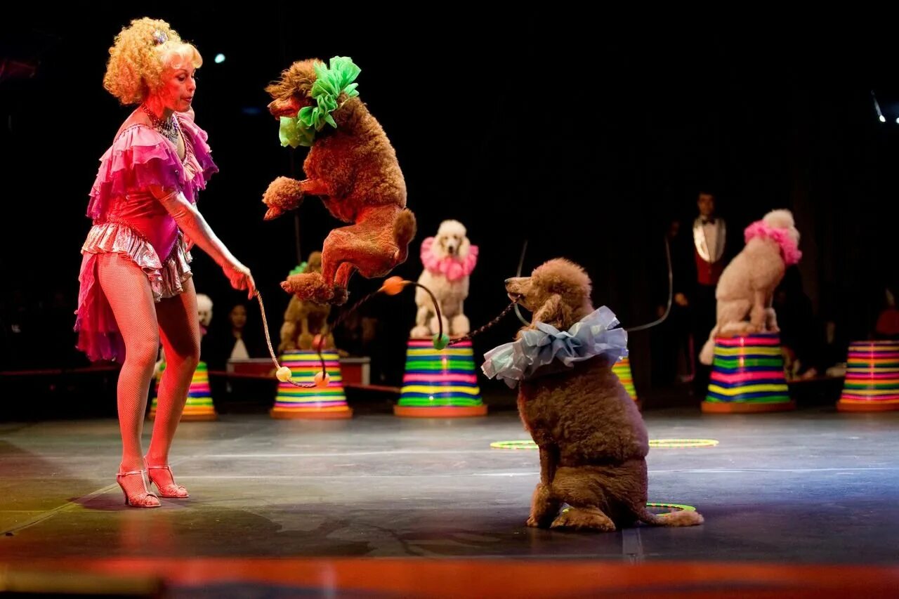 Пудель цирковой. Пудель в цирке. Пудель цирковой. Пудель цирковой. Пудель из шоу маска.