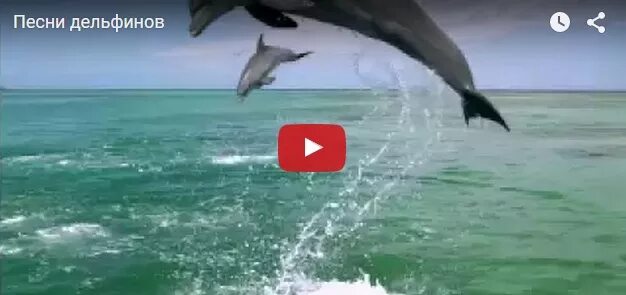 Песня дельфины. Дельфин в урагане. Дельфины в ураган. Песня про дельфинов.
