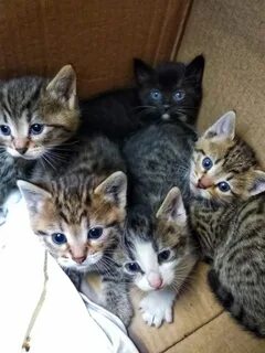 Котят которых продают