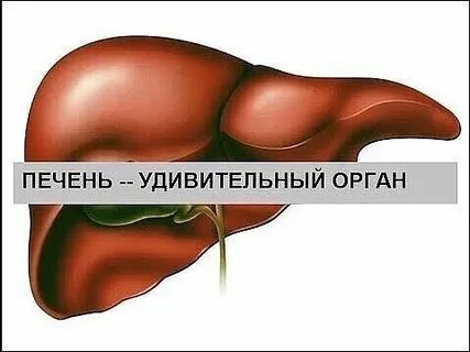 Факты про печень