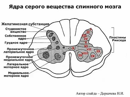 Состав серого вещества спинного