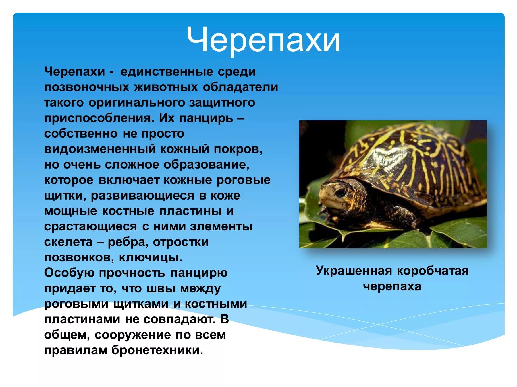 Приспособление позвоночных животных